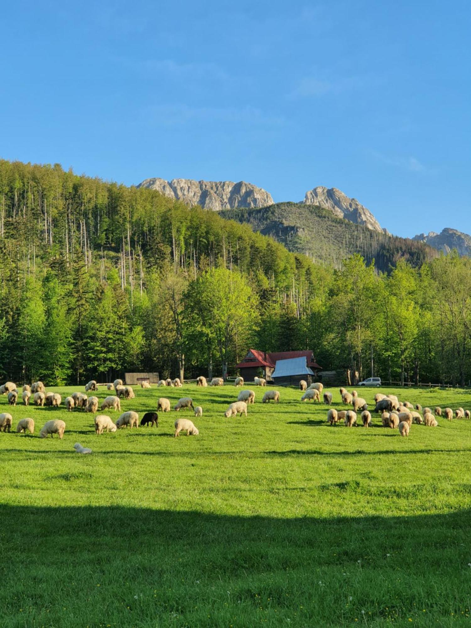 Apartamenty & Pokoje Mywy Zakopane Esterno foto